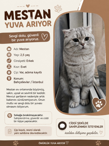 Uysal dost canlısı sessiz sakin fotoğraf