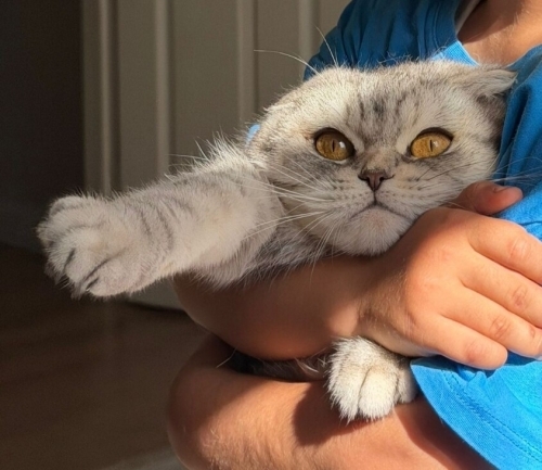 Acil yeni yuvaya ihtiyacı var fotoğraf