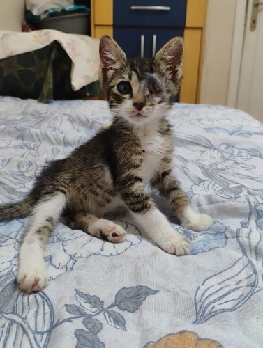 Bir gözü alınan 3 aylık yavru kedi fotoğraf