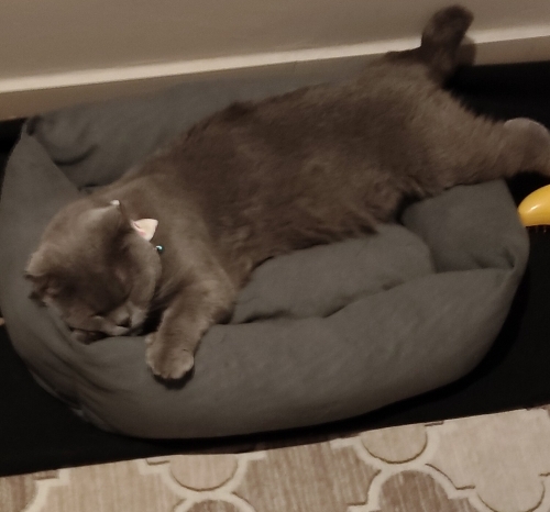 Ömürlük Yuva Arayan Dişi Kedi | Kısır • Aşıları Tam • Uysal fotoğraf