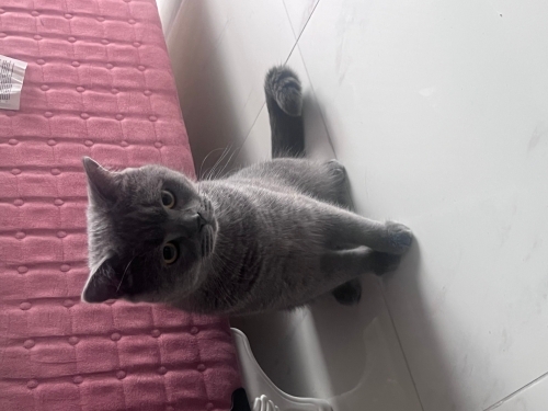 british shorthair fotoğraf
