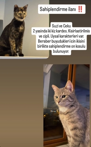İki kız kardeş, birlikte sahiplendirme öncelikli fotoğraf