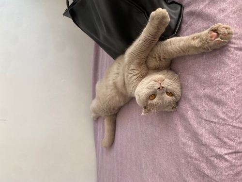 3 yaşında Scottish Fold kedime GEÇİCİ YUVA ARIYORUM fotoğraf
