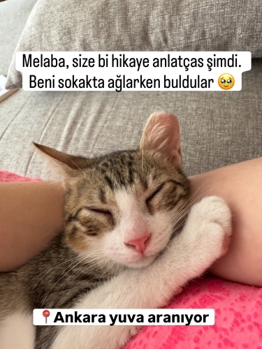 Acil yuva arıyoruz fotoğraf