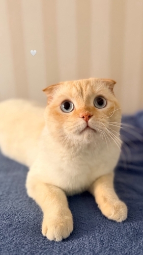 Mabel'e Ömürlük Yuva Arıyoruz fotoğraf