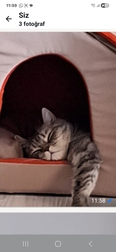 Kısırlaştırılmış uysal, sakin, sabırlı bir kedi fotoğraf
