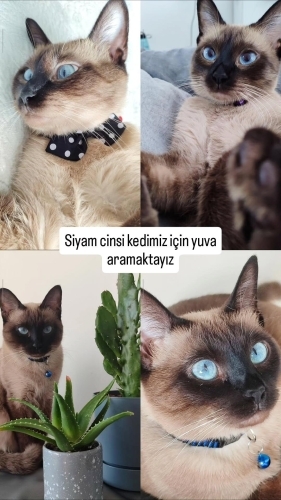 Uysal sakin kısırlaştırılmış siyam kedimiz sahiplendirilecektir ücretsizdir fotoğraf