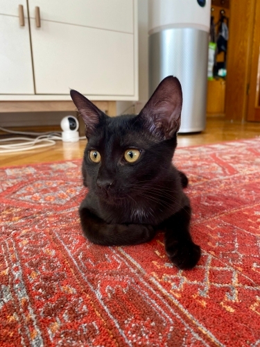 Maya ömürlük yuvasını arıyor fotoğraf