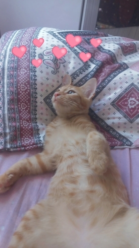 LÜTFEN YUVASI OLSUNNNNNNNN ACİL fotoğraf