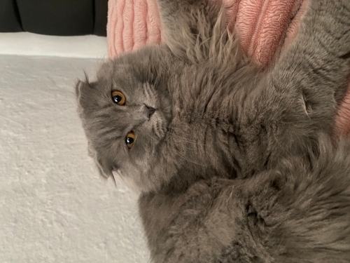 Ömürlük yuvasını arıyo fotoğraf
