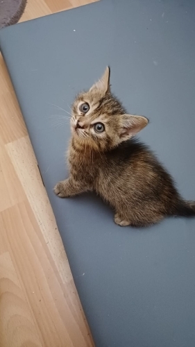 Bu minik tam bir "beni eve götür" bakışı atıyor. 😊 fotoğraf