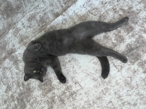 Uysal sakin bir kedi fotoğraf