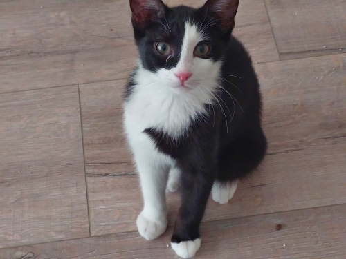tekir yavru smokin kedi fotoğraf
