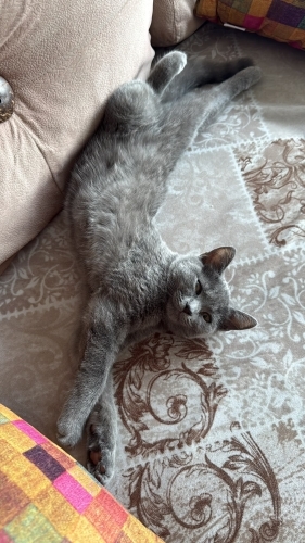 Çok akıllı oyunsever fotoğraf