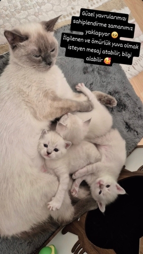 Güvenilir ömürlük yuva arıyoruz fotoğraf