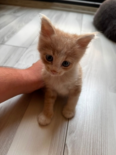 Hüsnümüze Yuva Arıyoruz fotoğraf