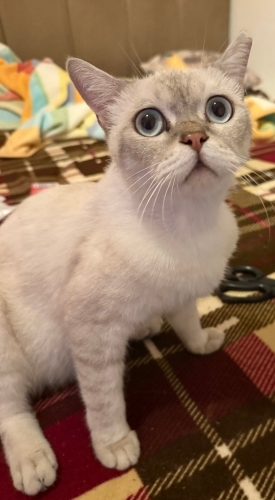 Gidecek yeri olmayan sokağa atılan blue point fotoğraf