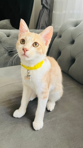 Adı minnak çok sevimli bir kedi fotoğraf