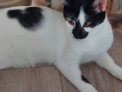 yavru kedi yuva aranıyor fotoğraf