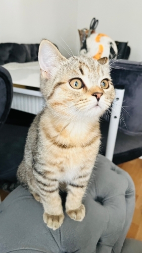 İsmi duman çok severimli fotoğraf