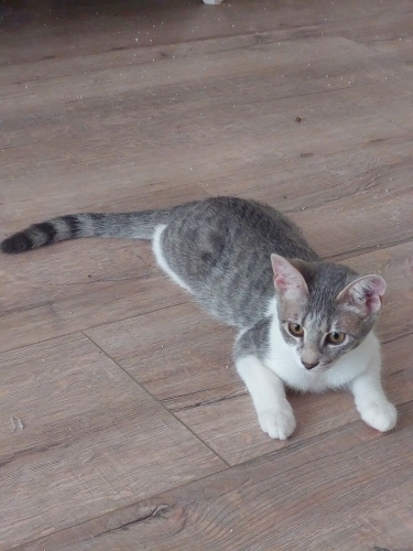 yavru kedi yuva arıyor fotoğraf
