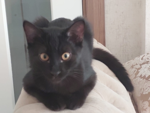 yavru kedi yuvaarıyor fotoğraf