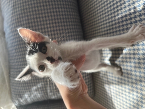 Bebek kedimize yuva arıyoruz fotoğraf