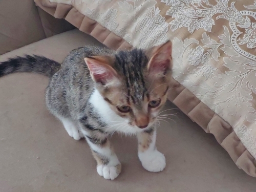 yavru kedi yuva aranıyor fotoğraf