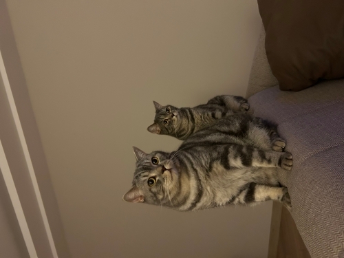 British shorthair kısır erkek yavrularımıza yuva arıyoruz fotoğraf