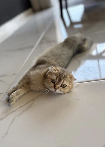 Mia yuva arıyor fotoğraf