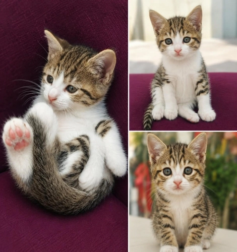 Aşırı tatlı🧿 2 aylık ve çok güzel bir yavru fotoğraf