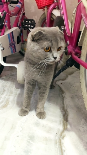 Sokakta bulundu yuvasını arıyor fotoğraf