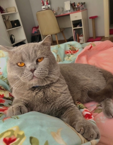 biriciğimi ücretsiz sahiplendiriyorum fotoğraf