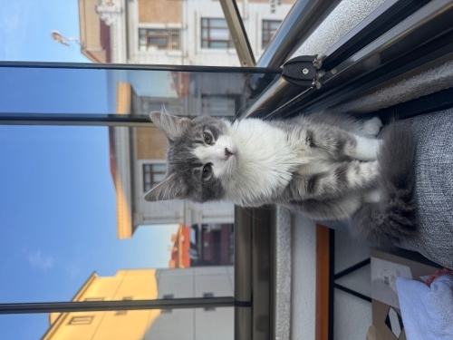 Sevimli oyuncu pati fotoğraf
