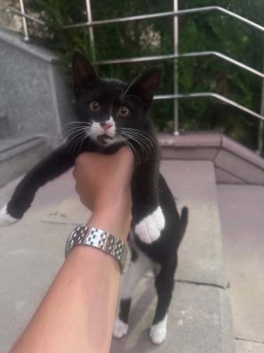 ÇOK SEVECEN ERKEK YAVRU ACİL YUVA fotoğraf