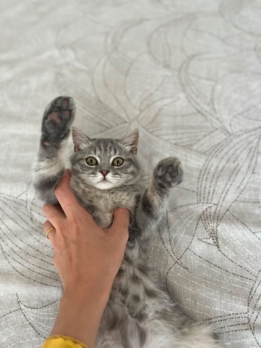 DUMAN ÖMÜRLÜK YUVA ARIYOR fotoğraf