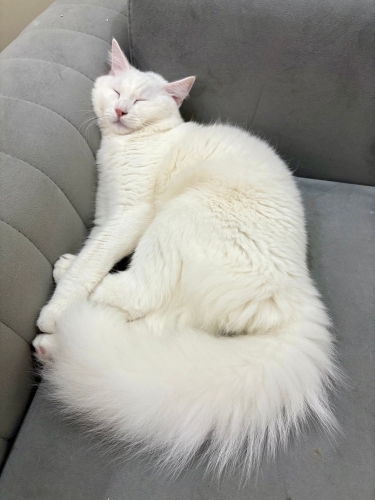 Acil kalıcı yuva aranıyor fotoğraf