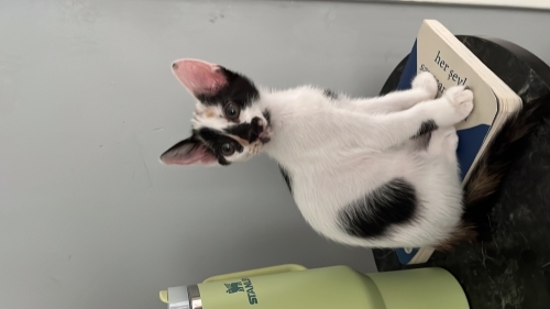Çakıl kedi siyah beyaz fotoğraf