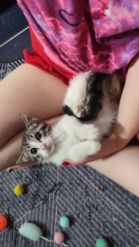 Hamurtoç yuva arıyor, 🫠 fotoğraf