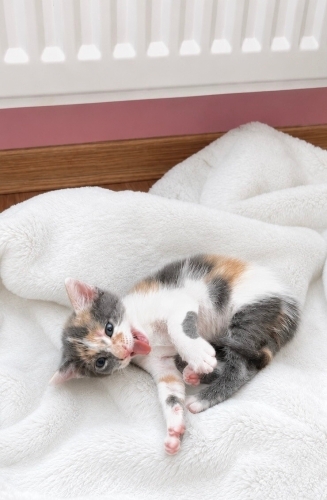 TATLI CALICO BEBEK ACİL YUVA ARIYOR! fotoğraf