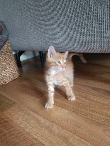 Minik prense yuva fotoğraf