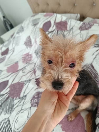 Yorkshier terrier zeytin fotoğraf