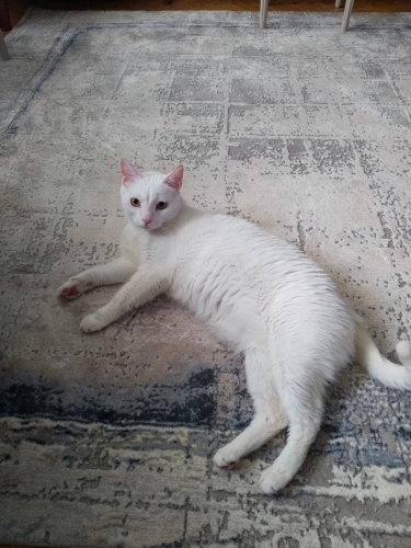 casper 4 yaşında, çipli, kısır, ev kedisi fotoğraf