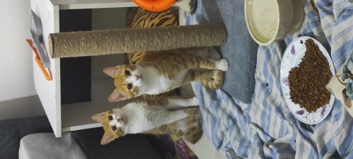 Erkek kedicikler fotoğraf