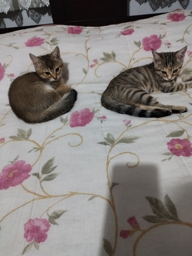 Oyuncu ve sevimli fotoğraf