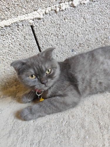 Minik cins kedi fotoğraf
