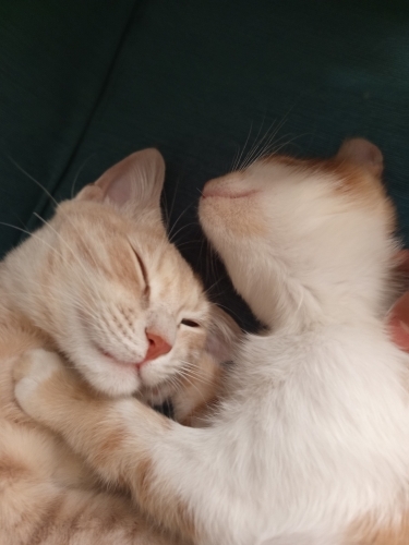 mia çok uysal bir kedi. Onu sokakta bulmuştum eve aldım. fotoğraf