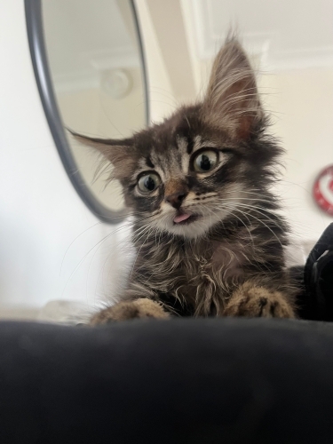 Küçük Bubu’ya yuva arıyorum fotoğraf