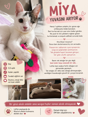 TEK GÖZÜ AMPÜTE MİYA İÇİN ÇOK ACİL YUVA! fotoğraf