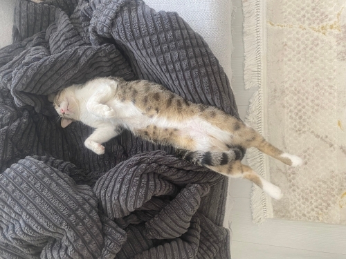 Oyun oynamayı seven temiz ve bakımlı fotoğraf